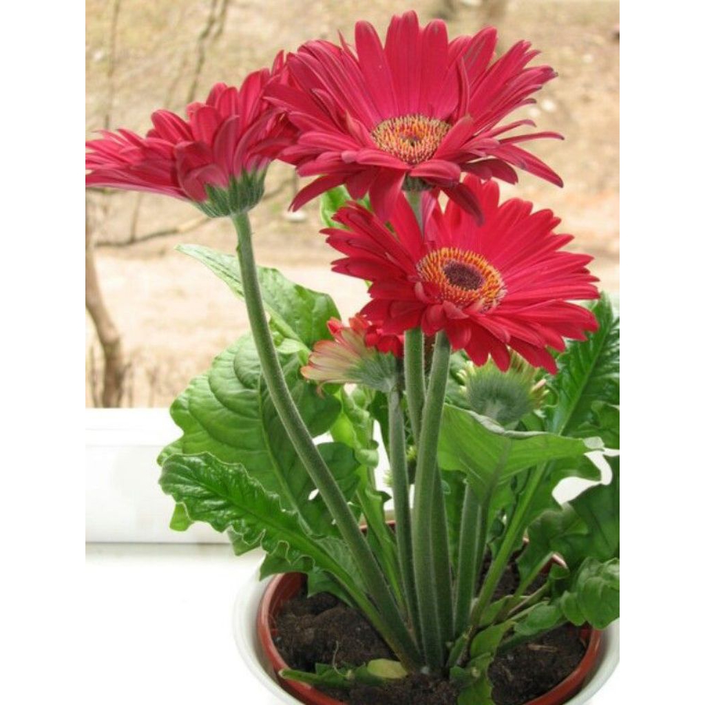 Bibit Tanaman Hias Bunga Herbras Gerbera.