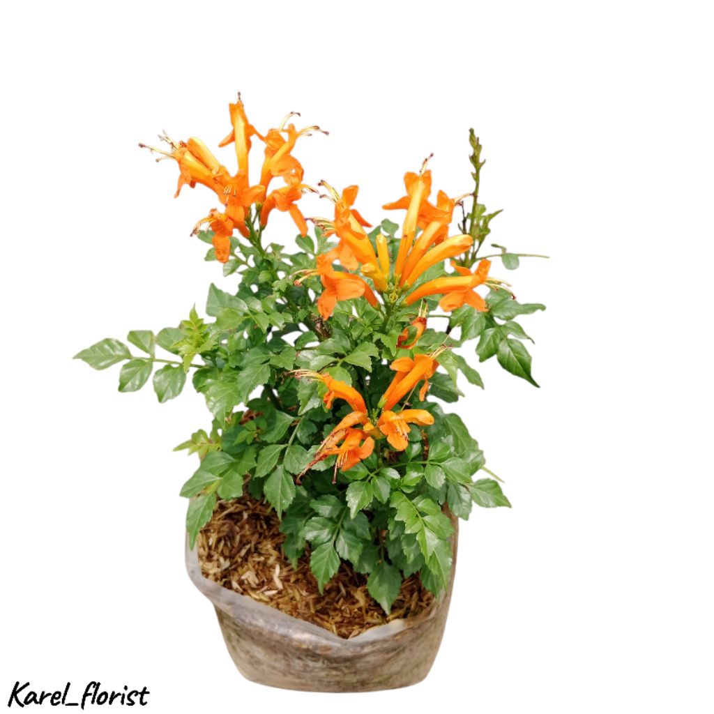 Tanaman Tecoma capensis oren