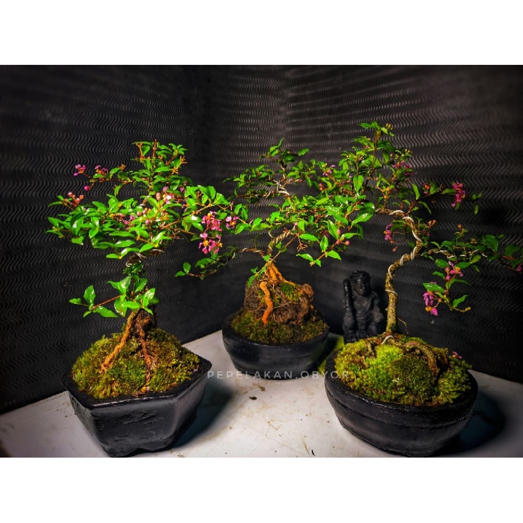 Bonsai Mame Sakura Micro Berkarakter ORIGINAL SIAP PAJANG UKURAN BESAR PLUS POT BONSAI FREE MOSS