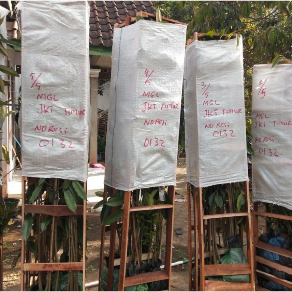 TANEMAN POHON BUAH DURIAN MONTONG UKURAN SEDANG DI JAMIN RIMBUN DAN SUDAH BERBUAH SEPERTI YANG DI GA