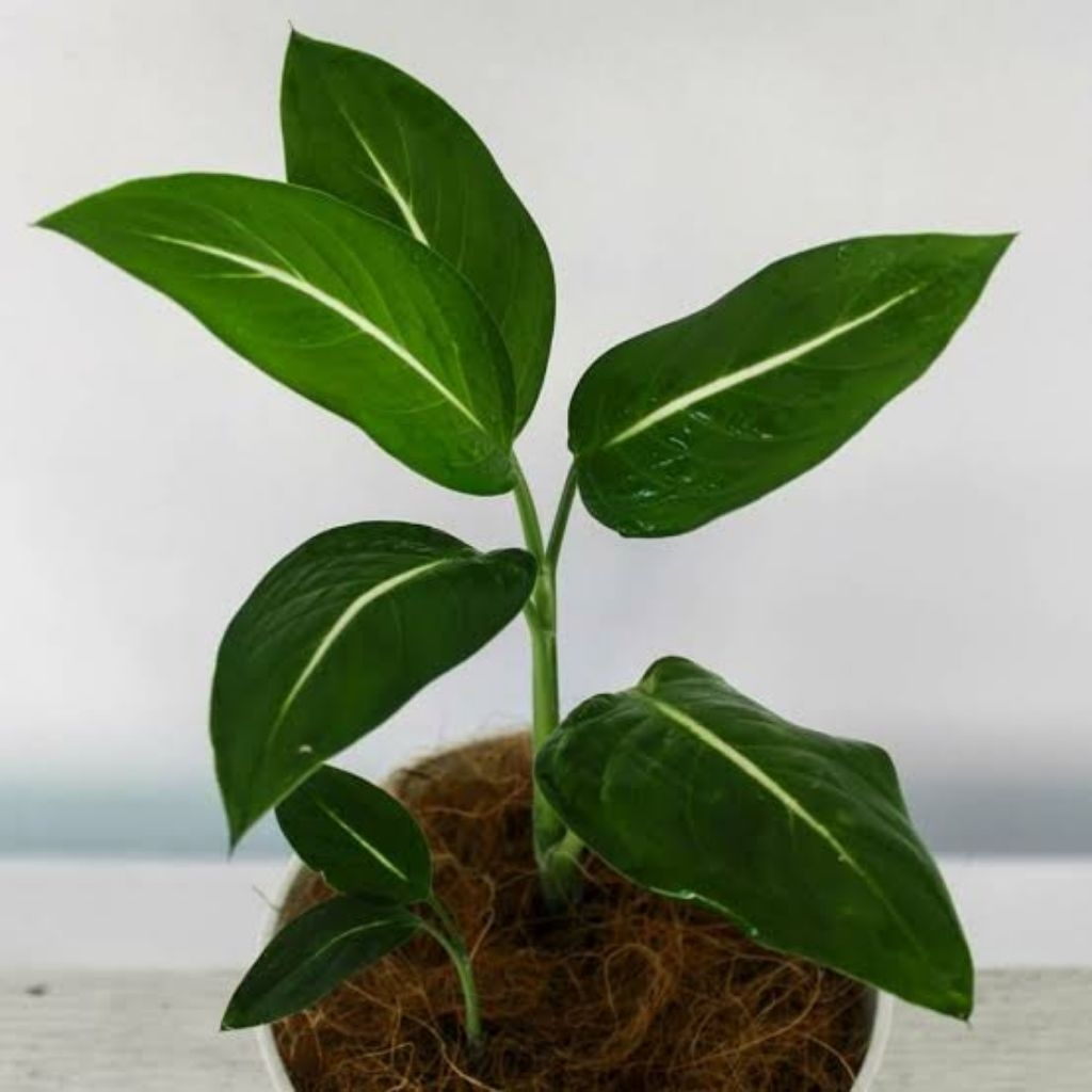 Diven Gurita/Blanceng Neon Tanaman Hias Aglonema Diven/Diven Neon