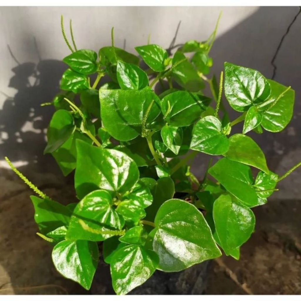 Promo bibit sirih cina pilihan kualitas terbaik BENIH SIRIH CINA OBAT HERBAL KOLESTEROL 25 SEED