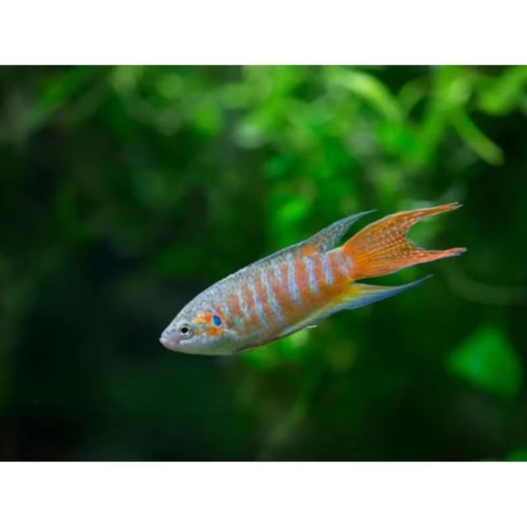 IKAN HIAS SEPAT PARADISE SIZE+-3 CM [ISI 3 EKOR]