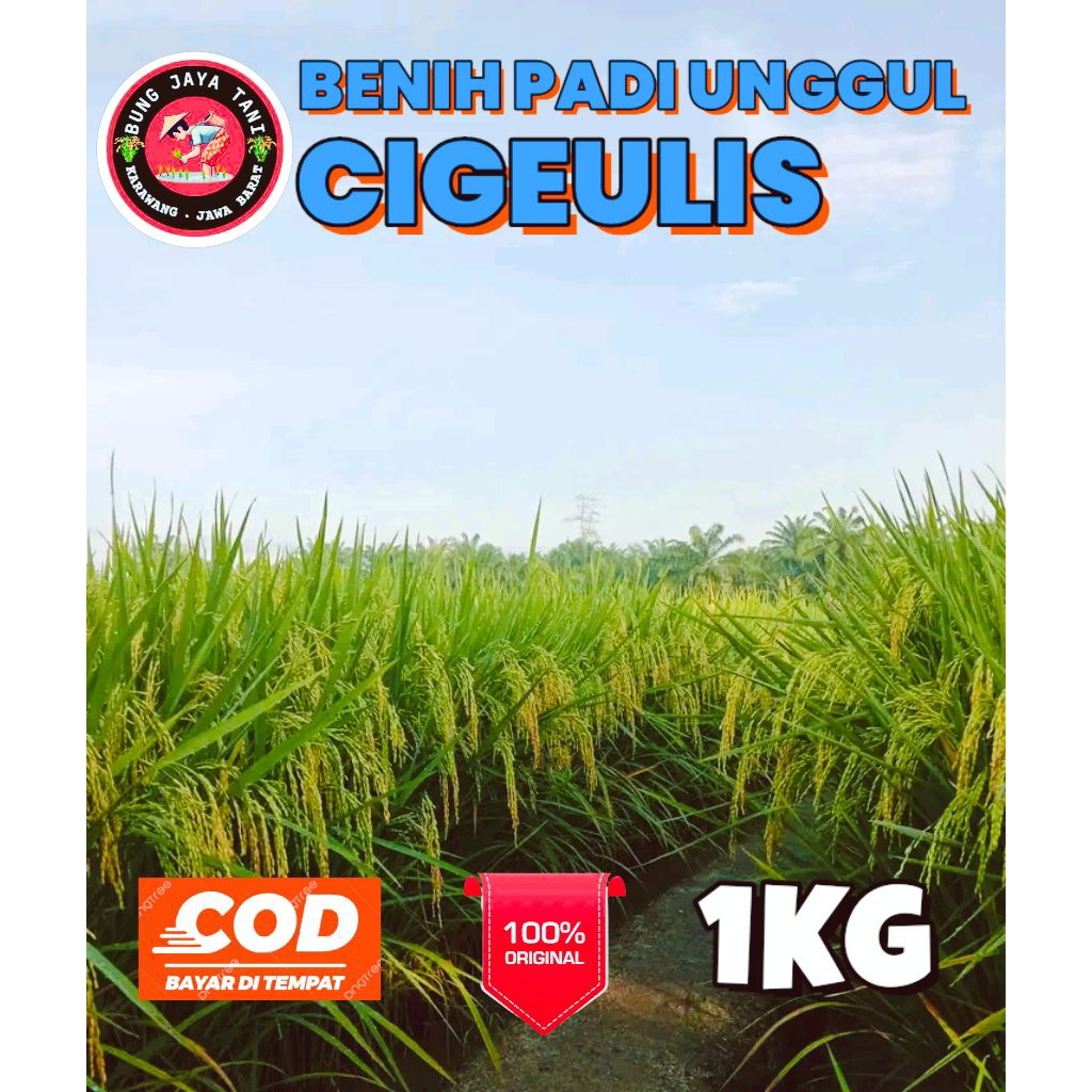 BENIH PADI UNGGUL BERKUALITAS CIGEULIS KEMASAN 1KG