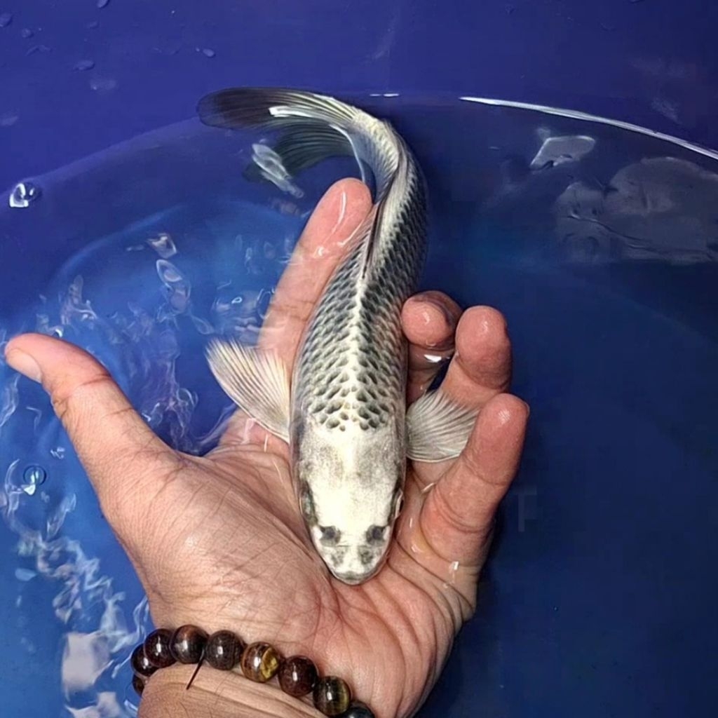 Ikan Koi Blitar Jenis Kumpay, Slayer / Rumah Koi Jakarta / kode 003