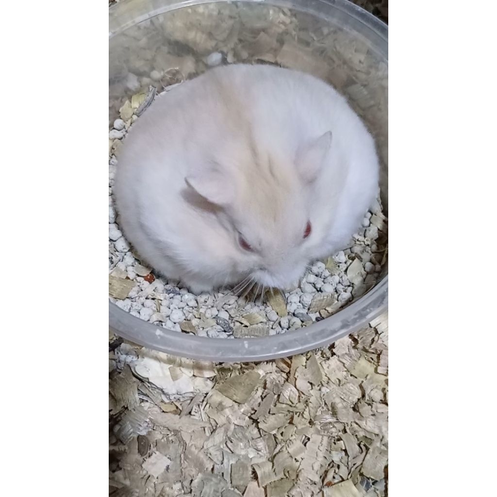 Indukan Hamster Winter Golden