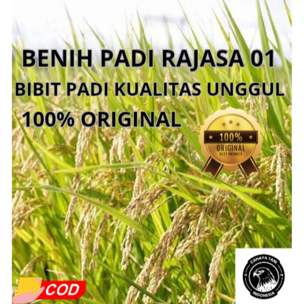 ( 5KG ) BENIH PADI RAJASA 01 , KUALITAS SUPER 100% ORIGINAL