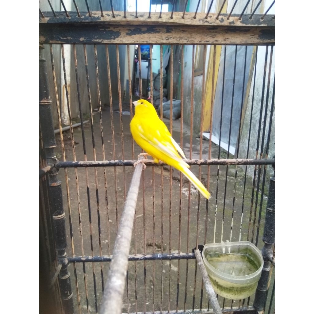 Burung kenari kuning intensive/YI gacor warna cerah menyala