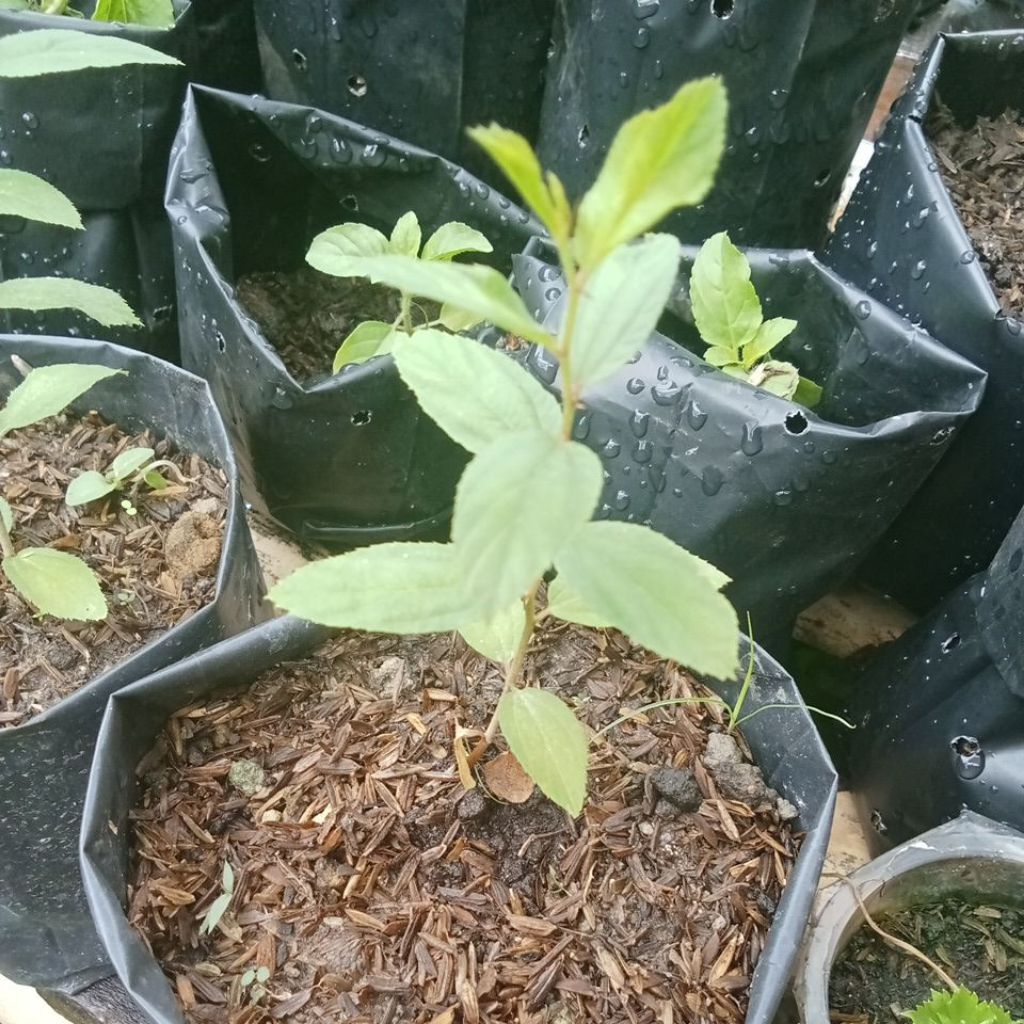 Herbal bibit Bidara daun Bidara Arab