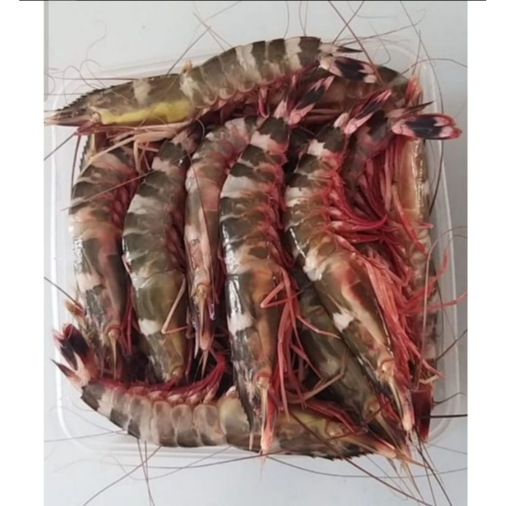 Udang Windu Laut - Tiger Prawn 1 kg saat Beku (Glazing 20%)
