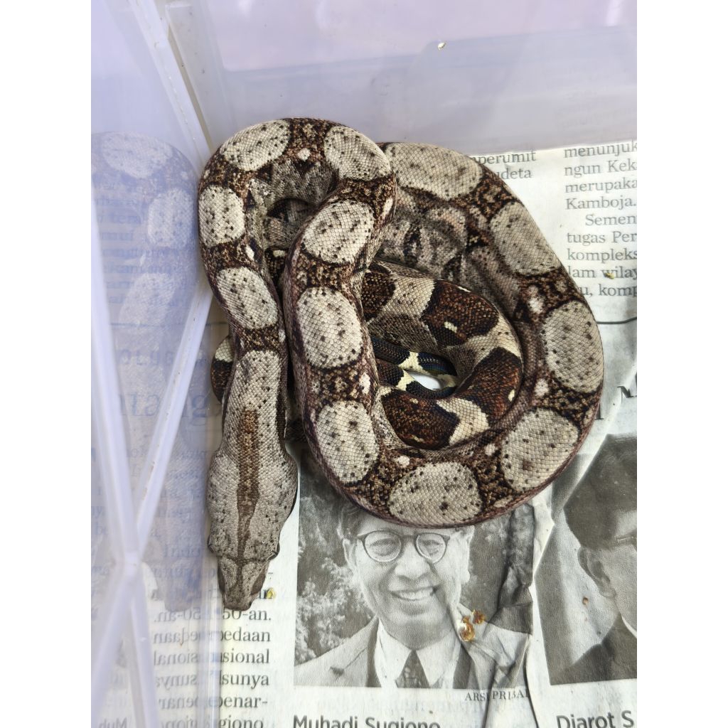 boa baby poss het albino no python