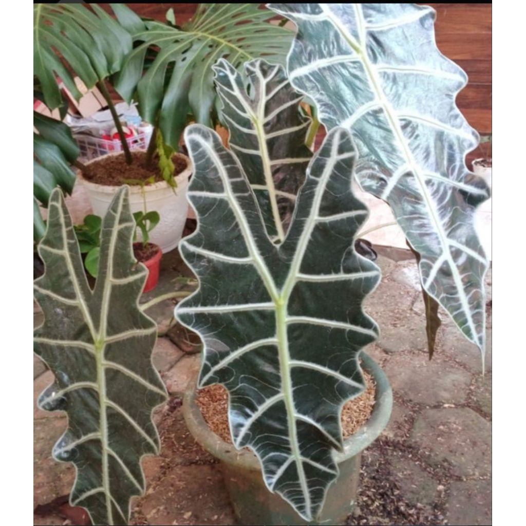 alocasia amazonica/keladi amazon daun jumbo indukan. tanaman hias bunga pot,dalam ruangan/halama ter