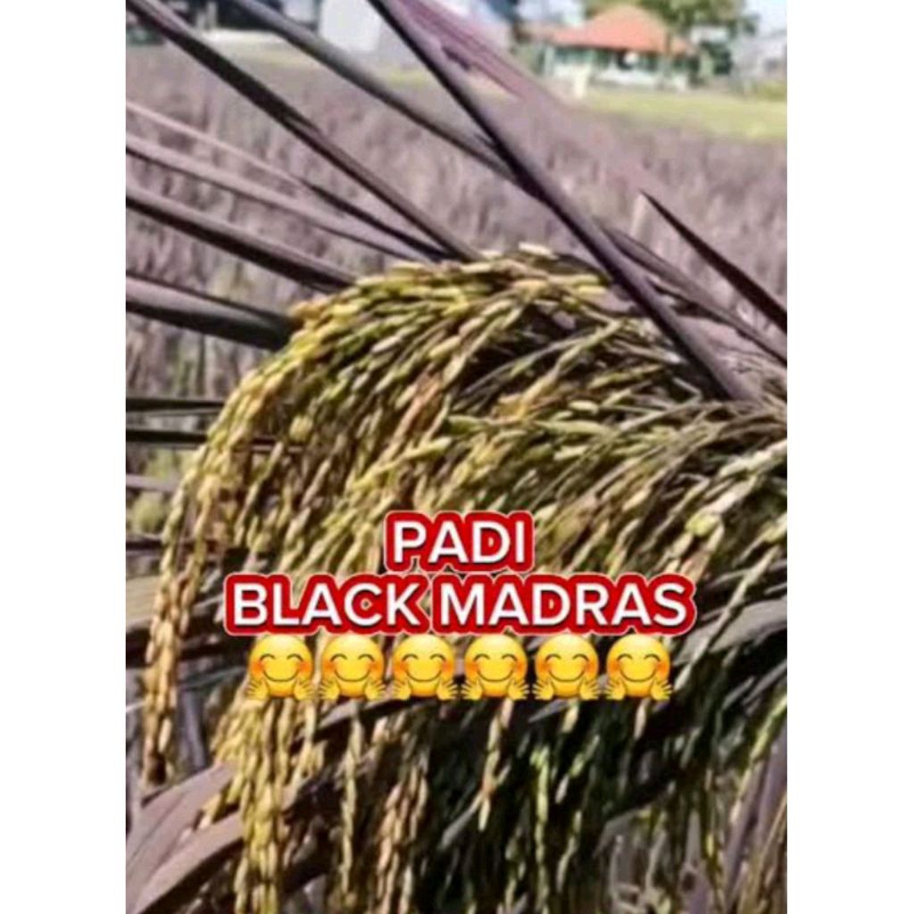 BENIH PADI BLACK MADRAS kemasan 1kg