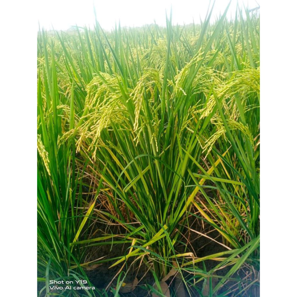 BENIH BIBIT PADI HIBRIDA VARIETAS SEMBADA 168 SUPER UNGGUL BERKUALITAS ORI (COD)