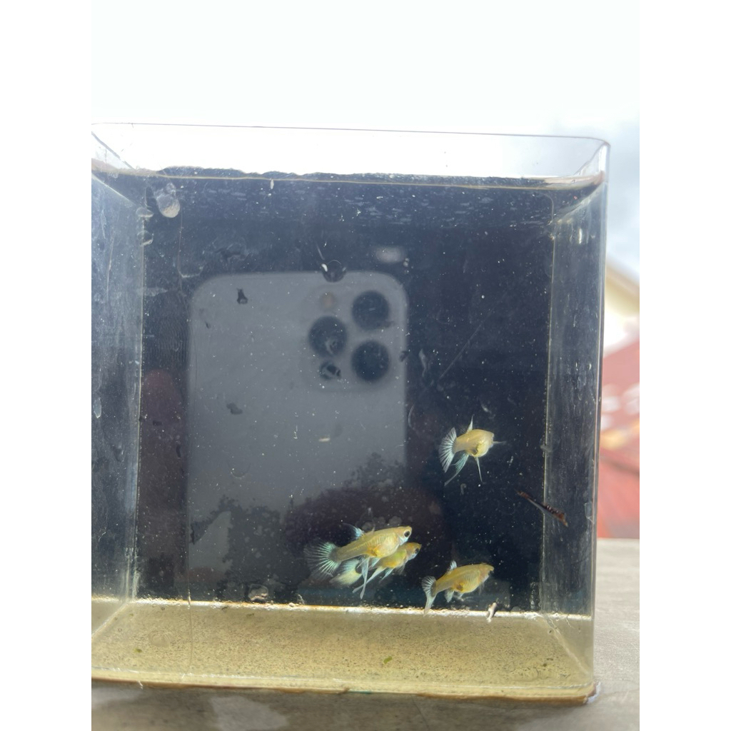 guppy hb white ribbon