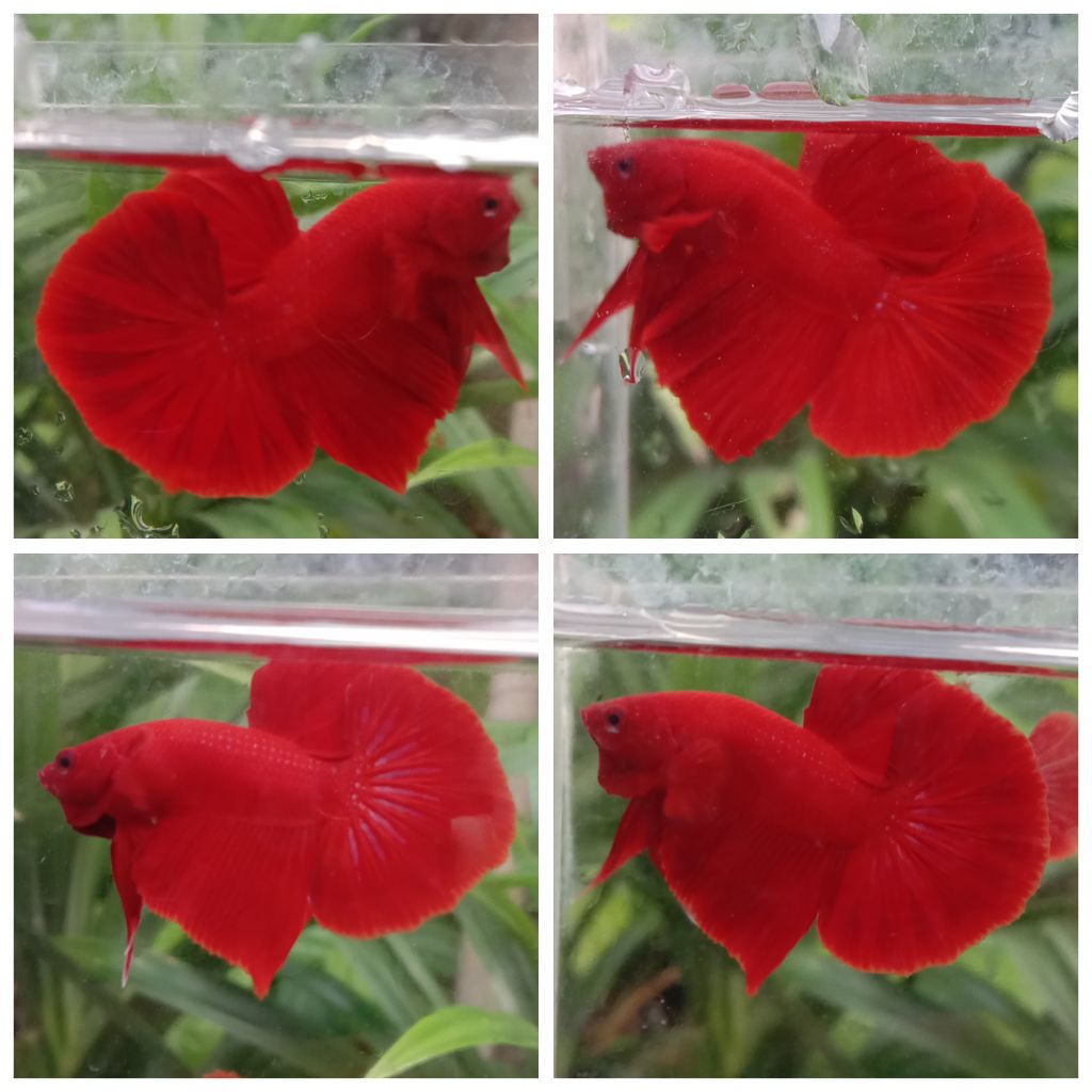 Sepasang Kekasih Hmpk Super Red