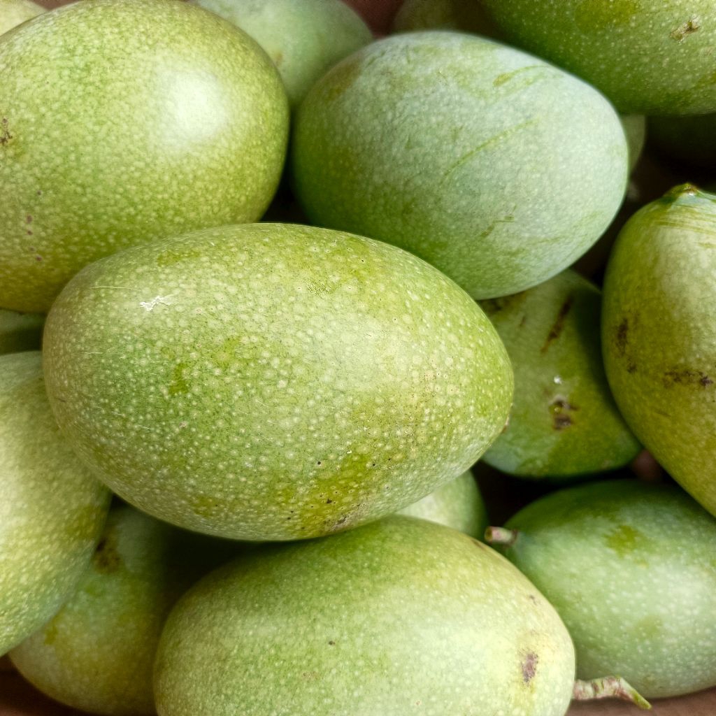 Mangga Muda Mangga Tua Madu Manalagi Fresh Grosir