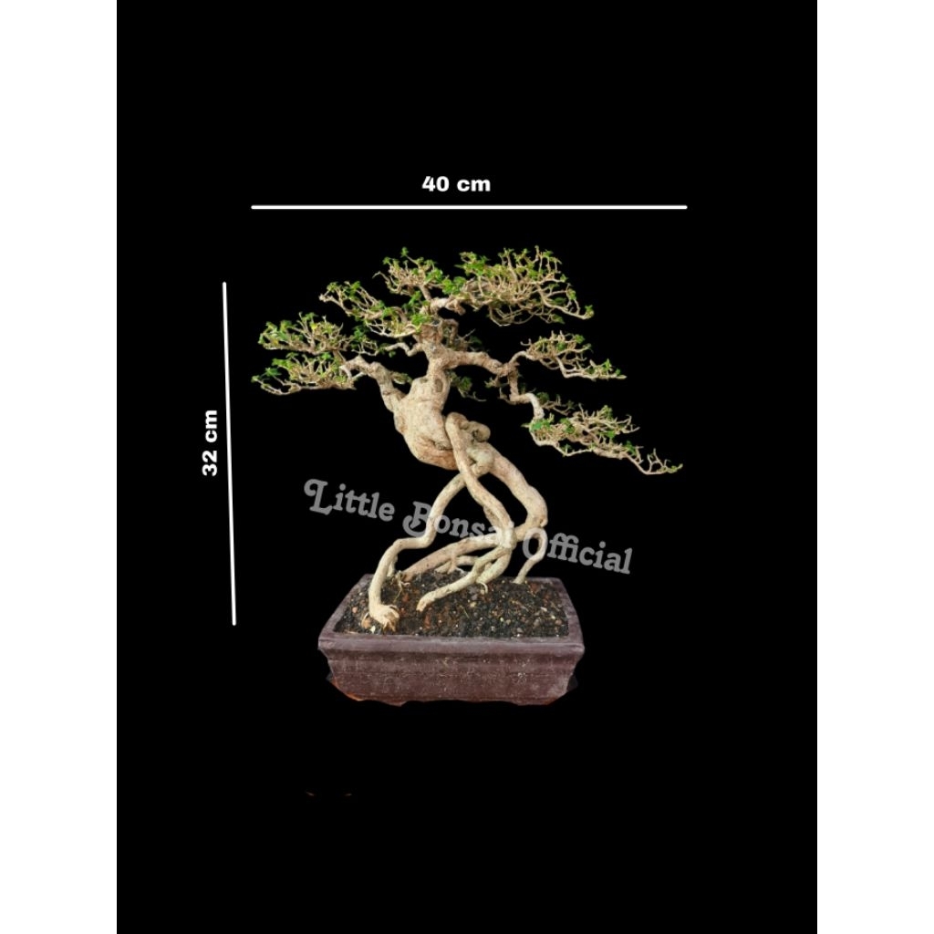 Bonsai Sancang / Medium / Bonsai Kontes