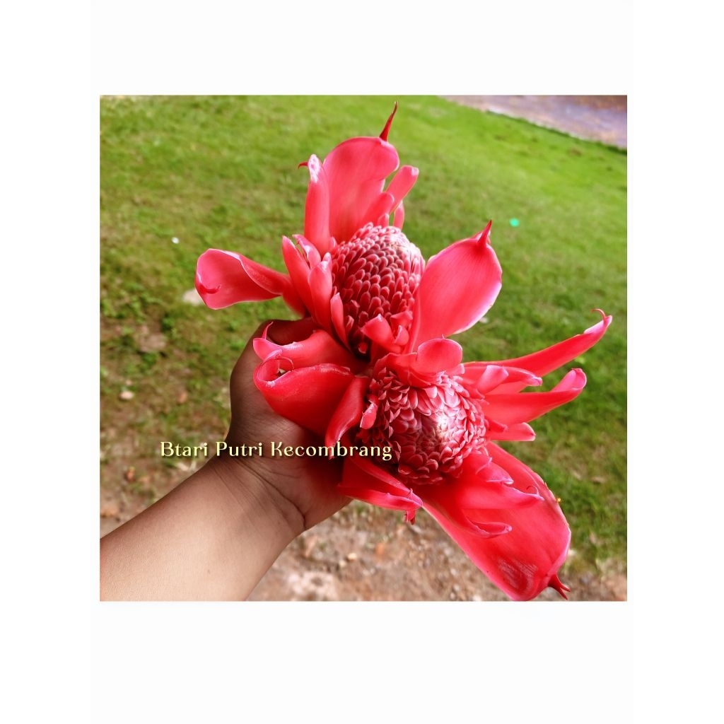 SEGAR KECOMBRANG MERAH MEKAR