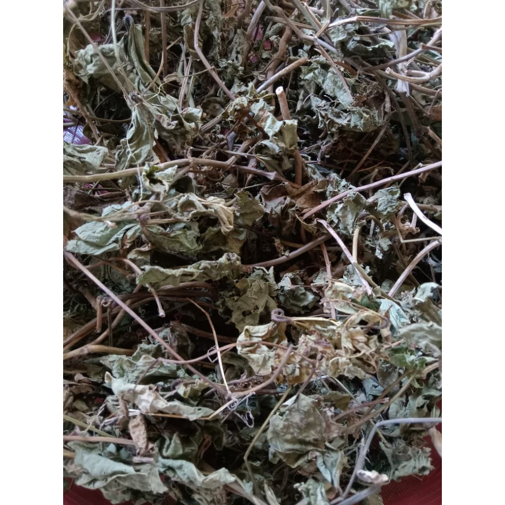 Daun Bengkoang Kering / Daun Bengkuang Kering Herbal Alami