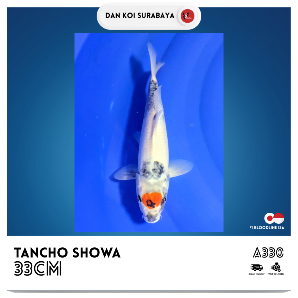 Ikan Koi Tancho Showa F1 Bloodline Isa Kode A330