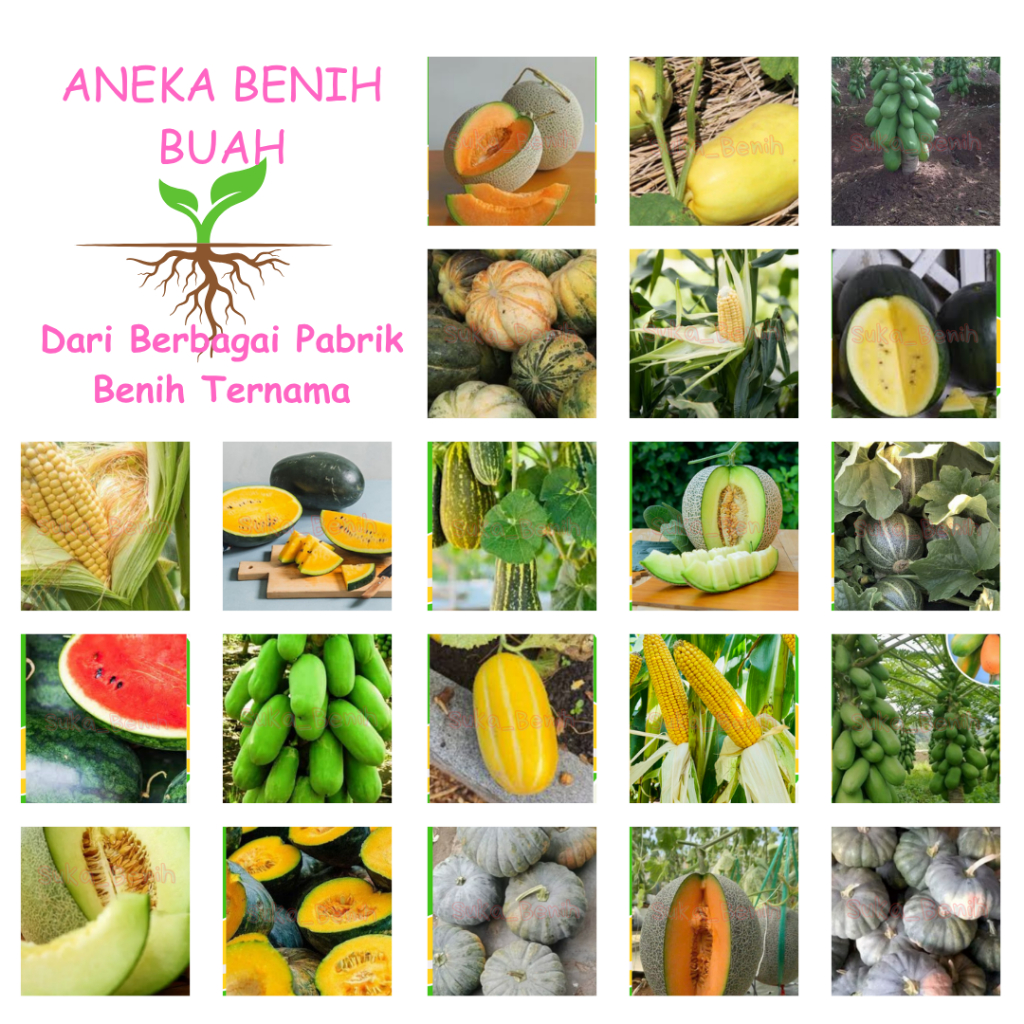 Benih Buah Unggul Repack Foil | Cepat Berkecambah & Cocok untuk Pemula | Murah Benih buah Bibit buah