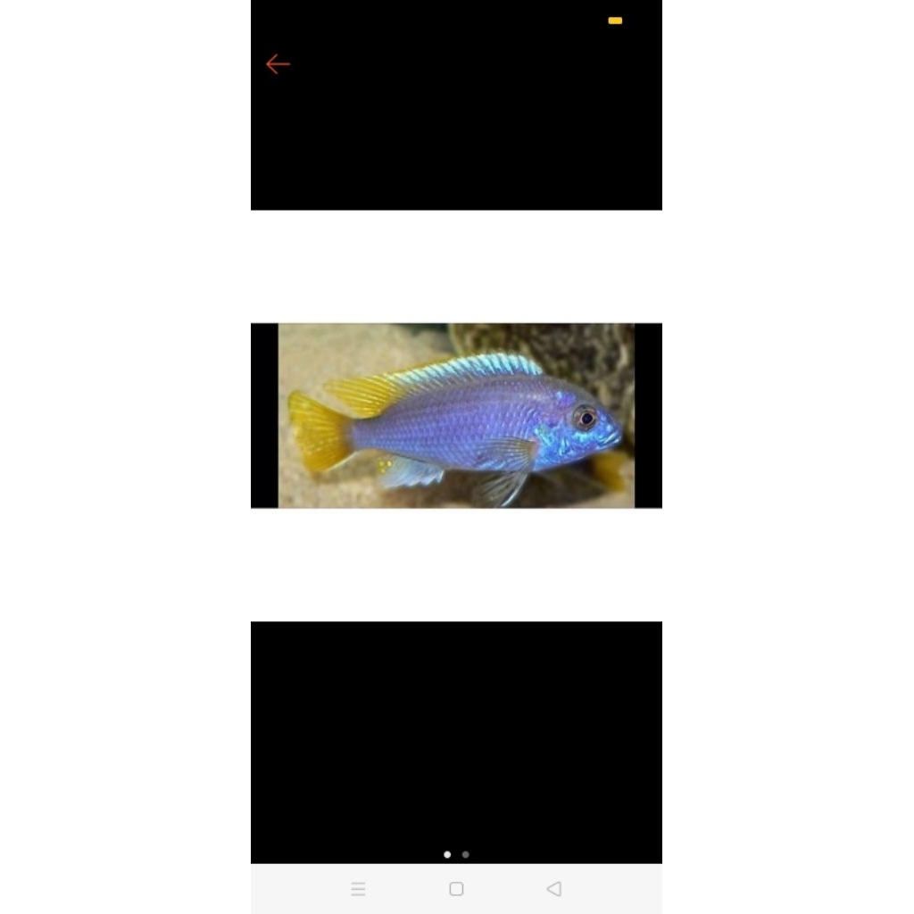 yellow,acei,mbuna,alauonocara,chiclid