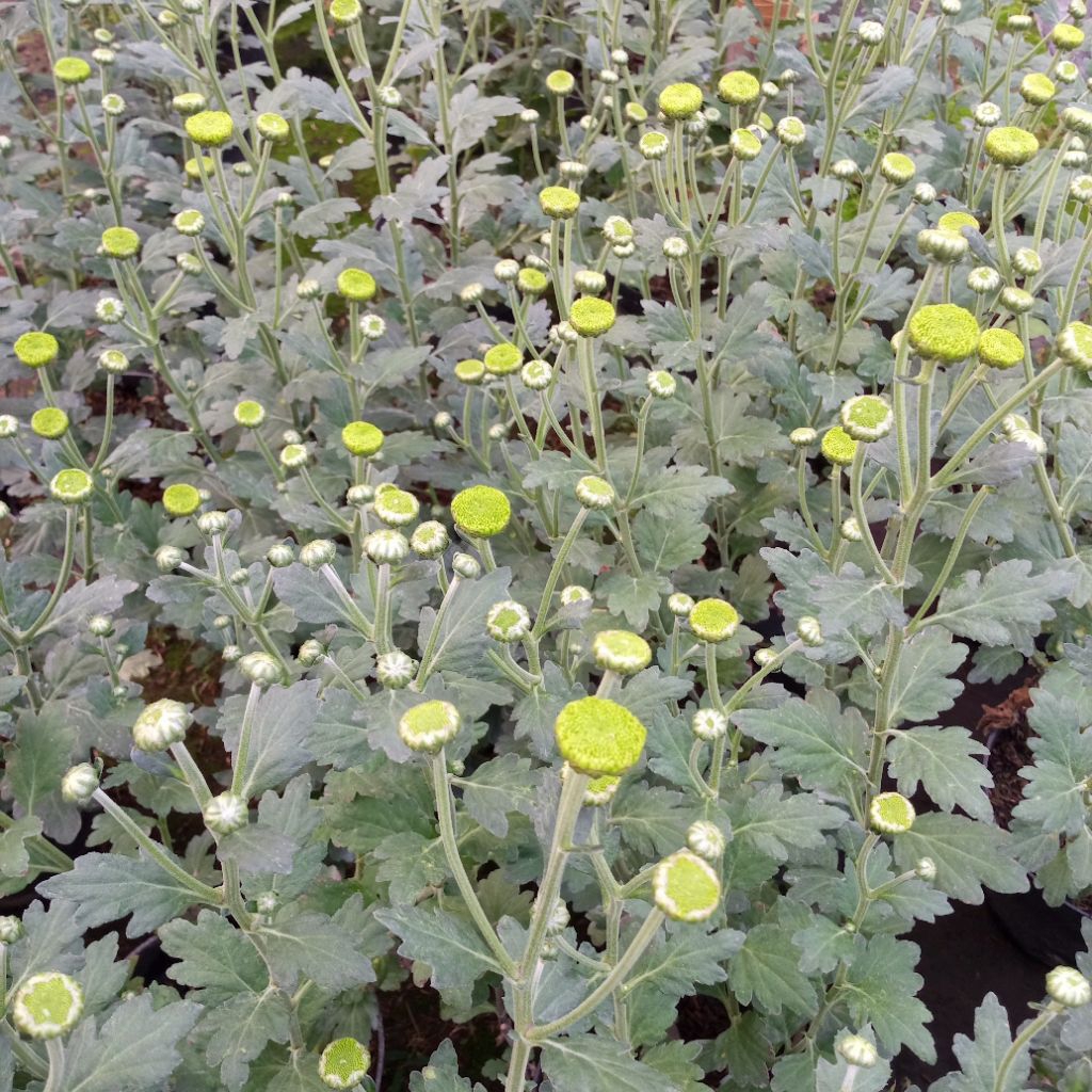Tanaman hias Krisan/Aster bunga hijau