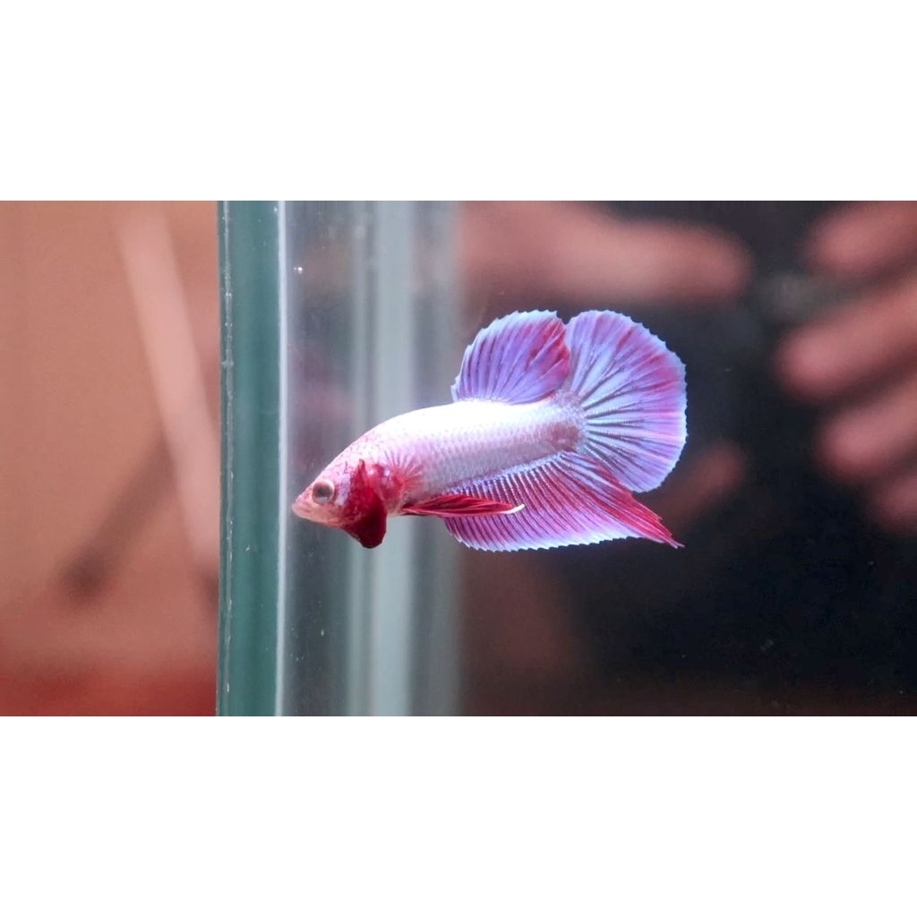 ikan cupang hias plakat pink aurora