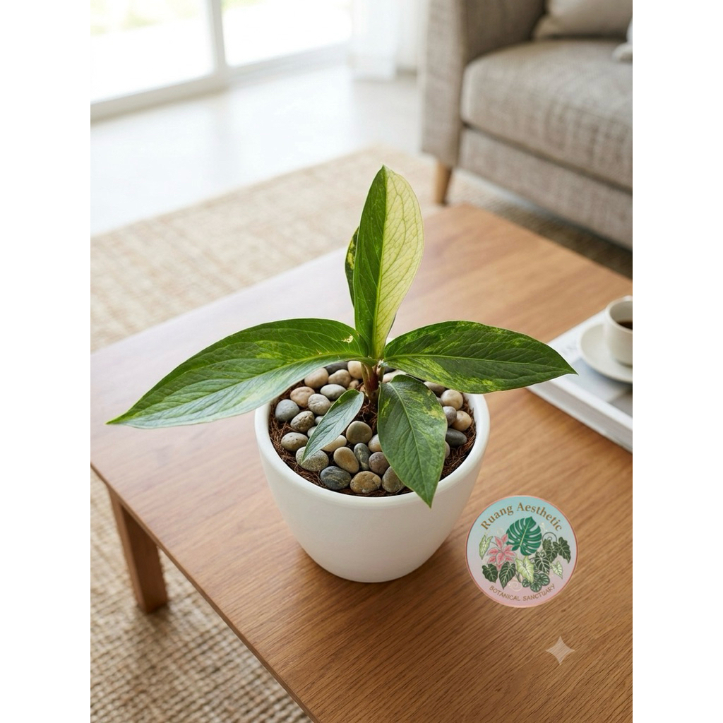 Tanaman hias anthurium jemani tanduk varigata - tanaman anthurium tanduk 45 variegata