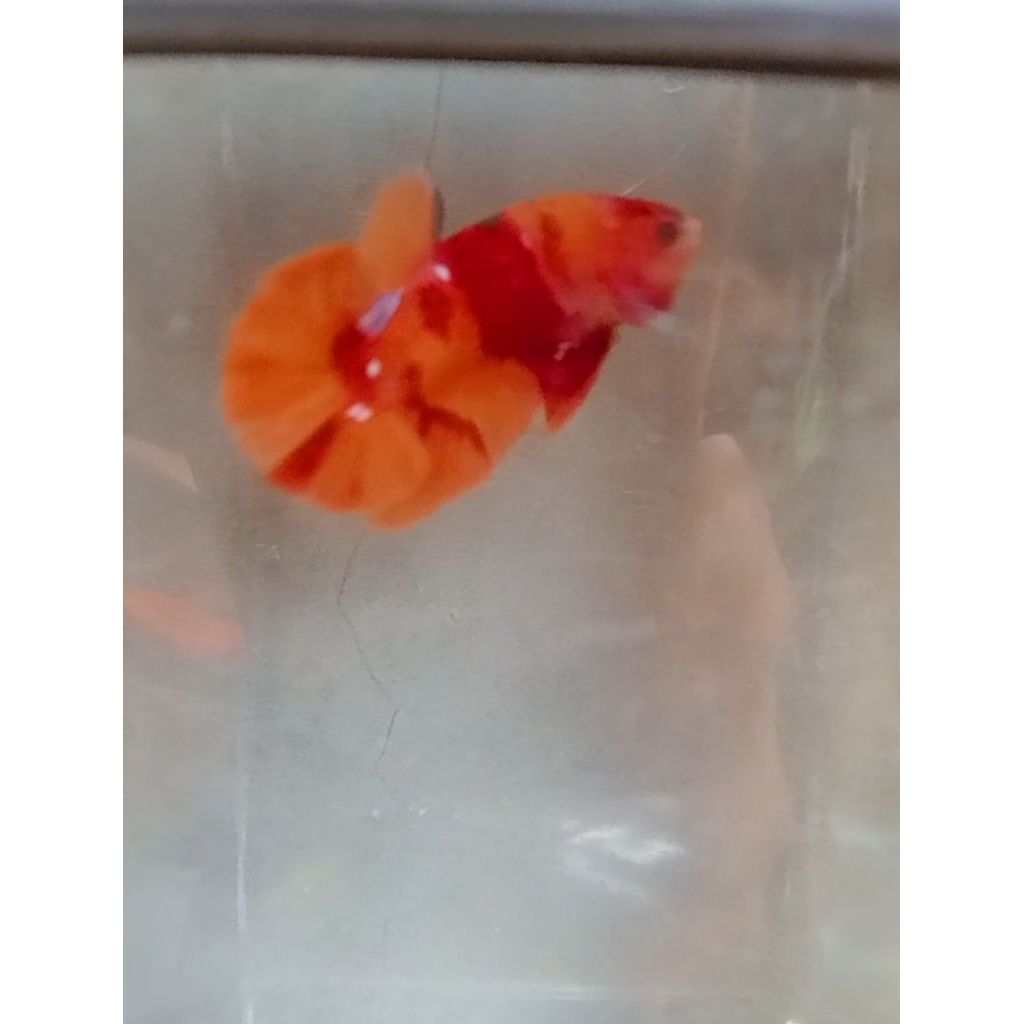 Cupang Koi Nemo