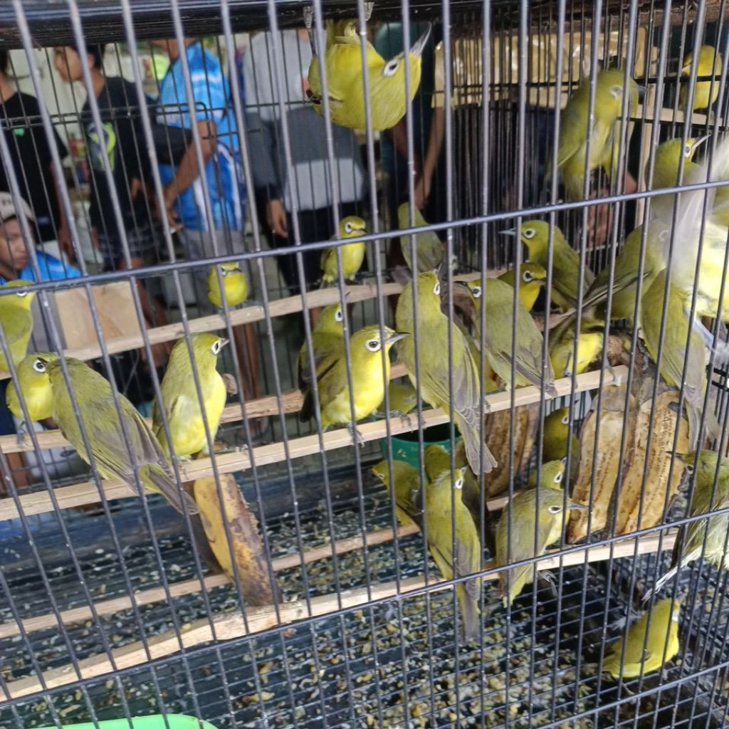 Burung kuning berkacamata