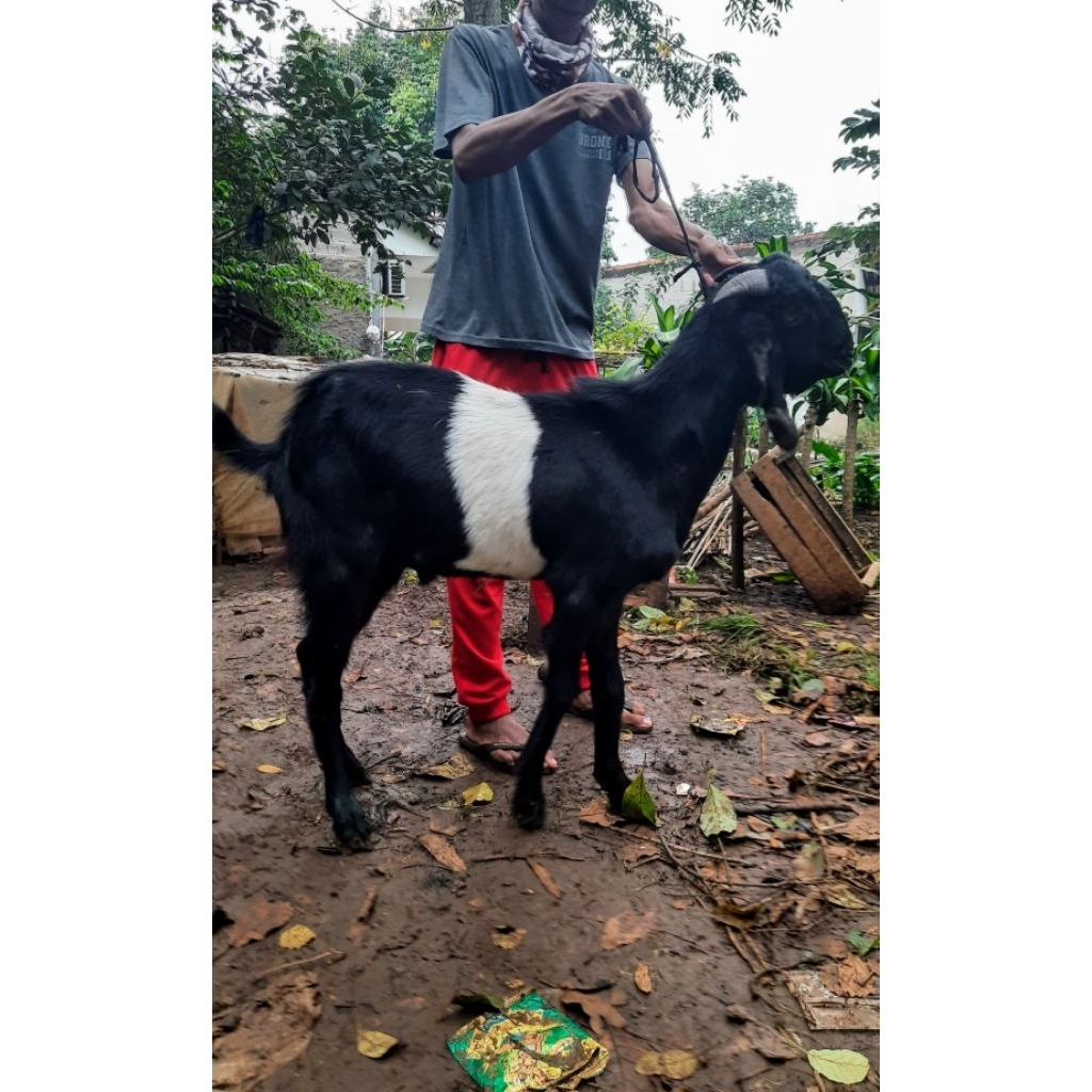 Kambing Kendit, Kambing Syarat, Kambing Hitam, Kambing Putih, Kambing Sanen, Kambing Hias Domba Hita
