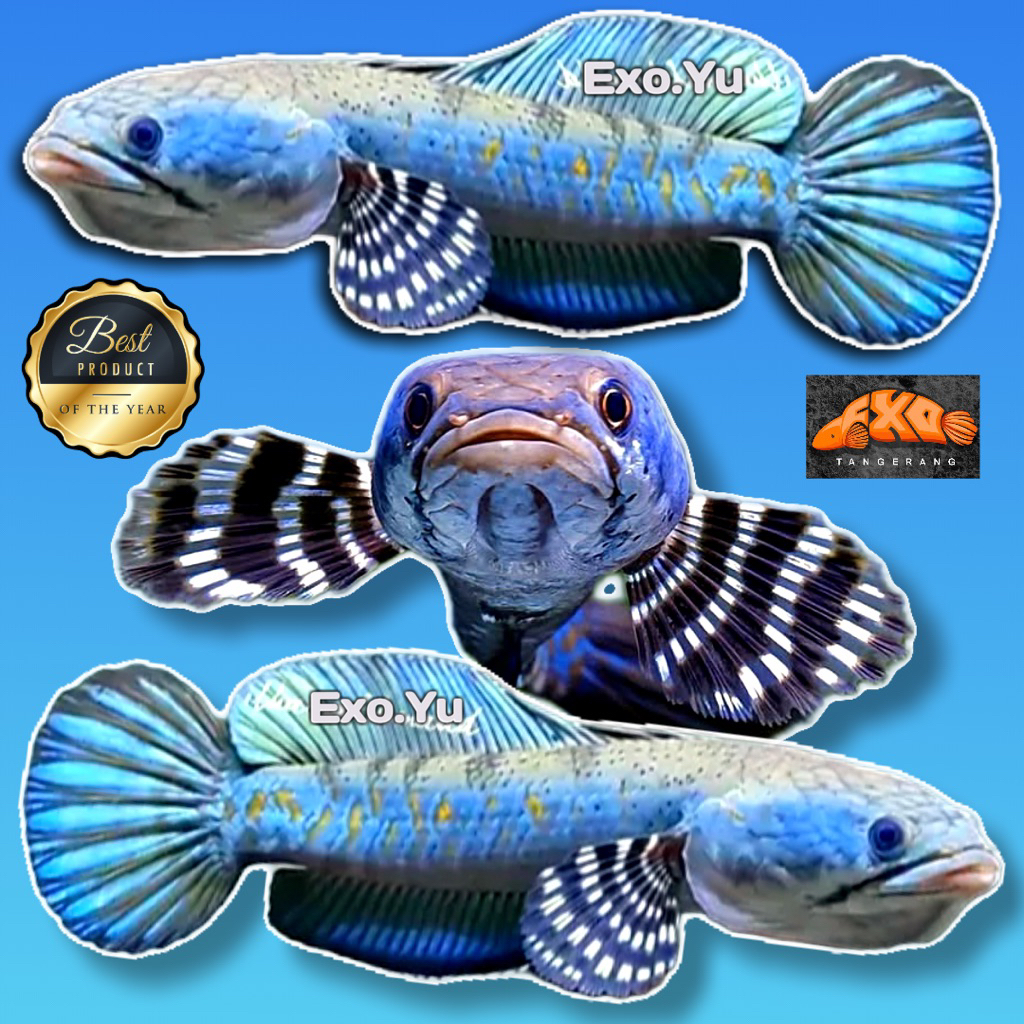 Blue Pulcra Gondrong Grade A spek bahan kontes gratis pelet dan stiker