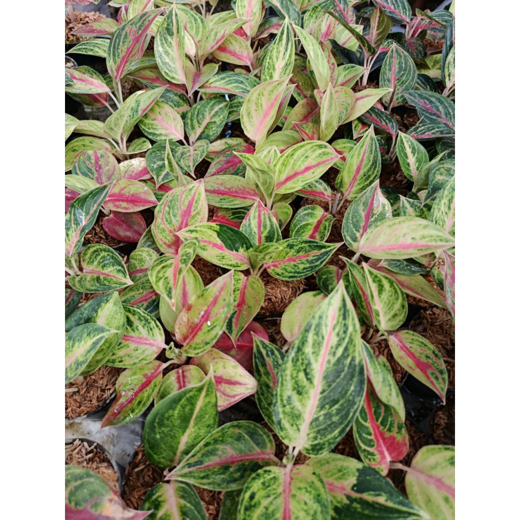 aglaonema red panama/sweat heart
