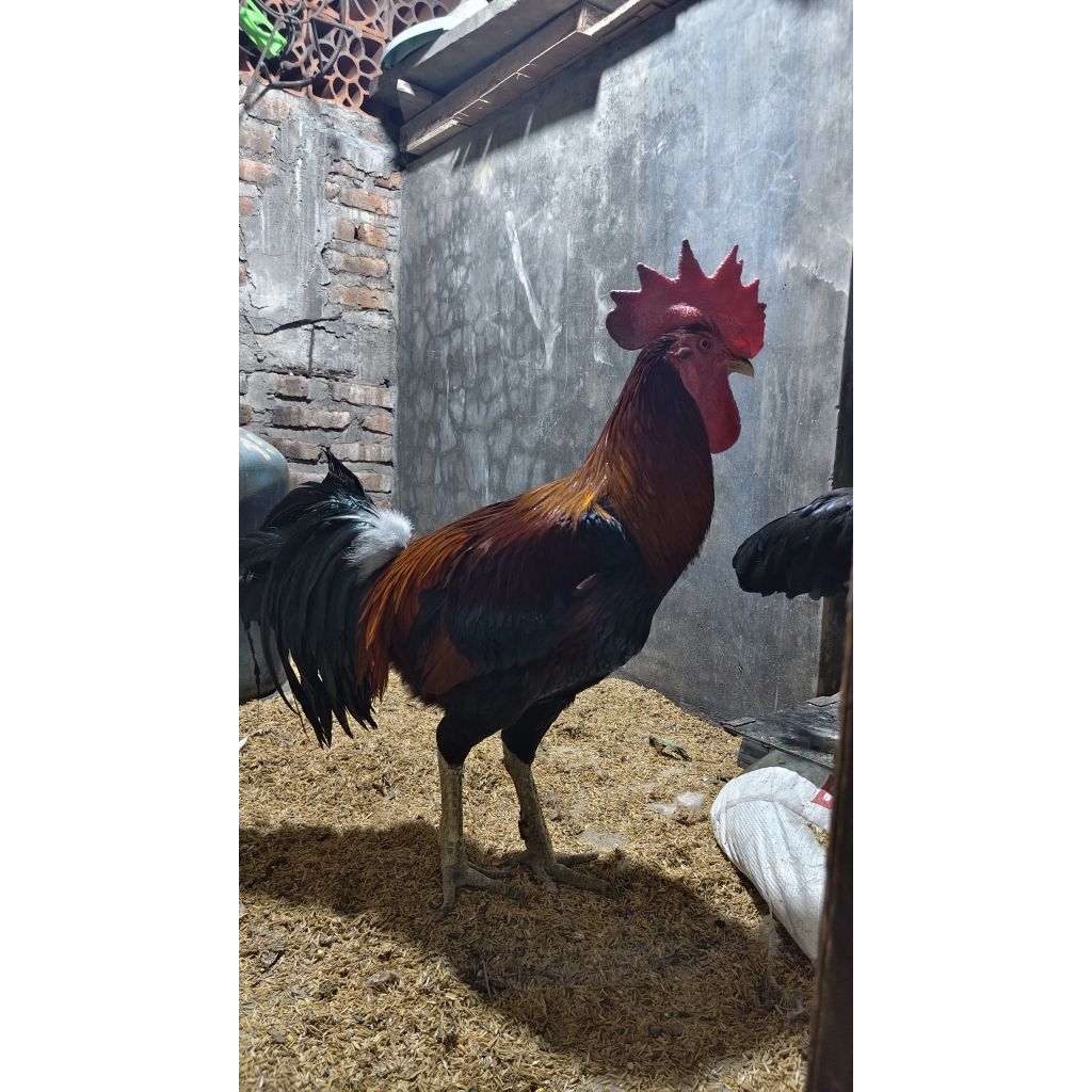 Ayam Pelung Jumbo Surabaya Utara