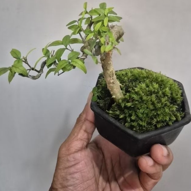 Bonsai Mame Anting Putri