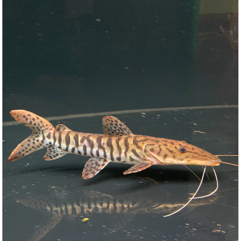 bergaransi TSN catfish (SSB) size 25-27cm