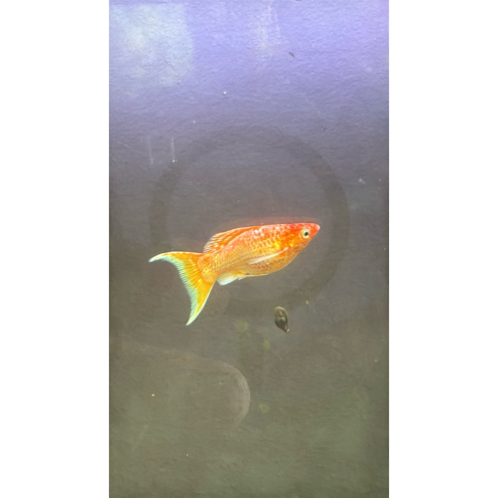 PELET MOLLY GOLDEN THAILAND