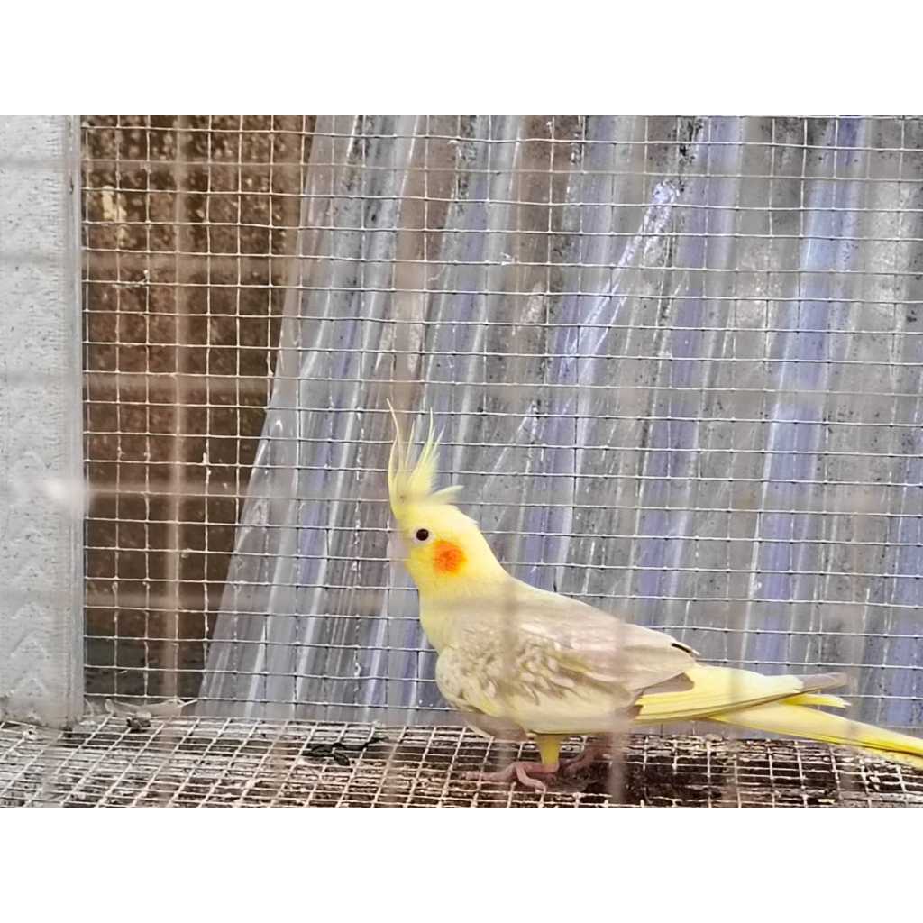 Falk Pearl Betina Dewasa
