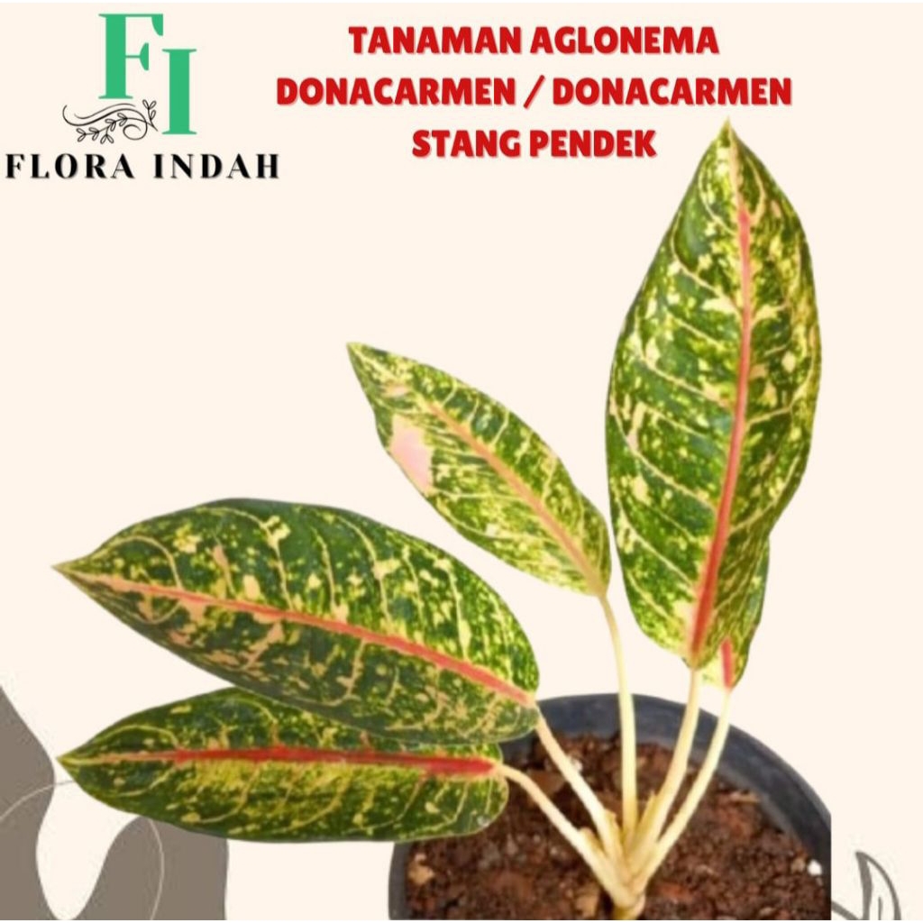 TANAMAN AGLONEMA DONACARMEN / DONACARMEN STANG PENDEK