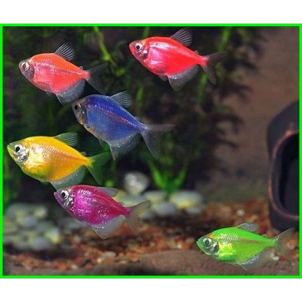 Tetra glofish warna warni isi 5