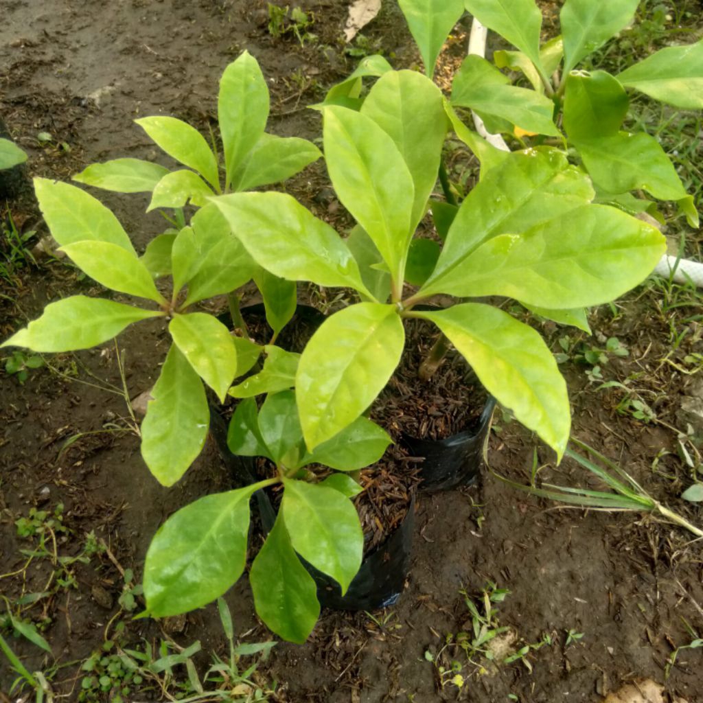 Tanaman Herbal Tujuh Duri Tanaman Jarum Tujuh Bilah Tanaman Daun Tujuh Bintang