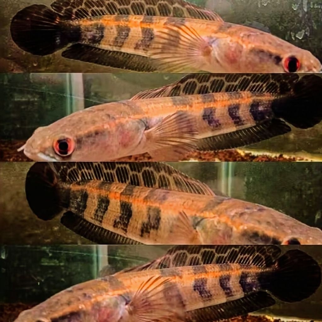 (GARANSI) Maru Red Barito / Red Barito 10-12cm