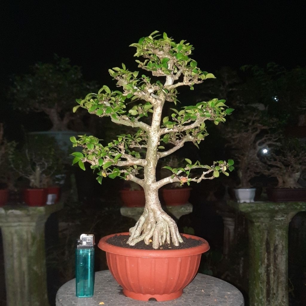 bonsai anput realpict foto asli pohon
