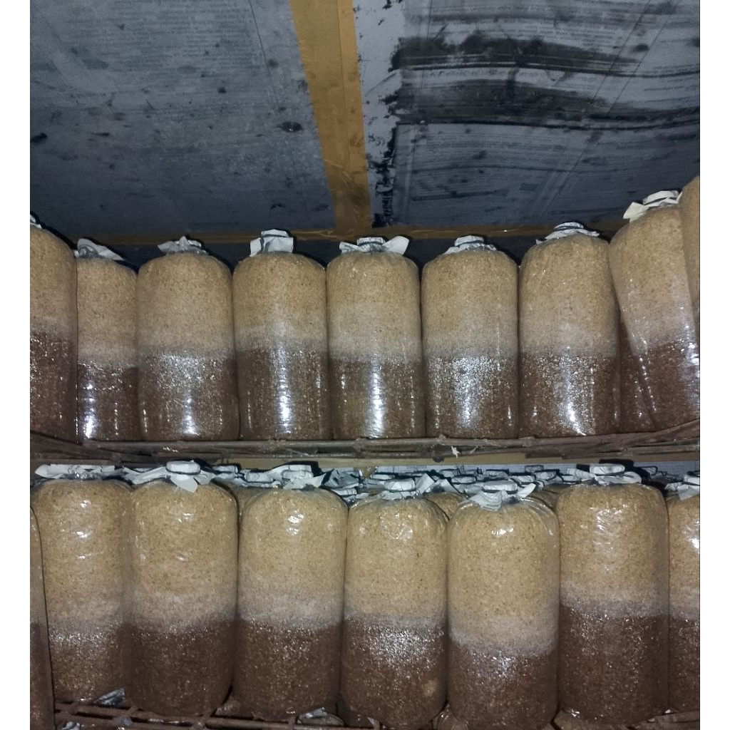 baglog jamur tiram coklat