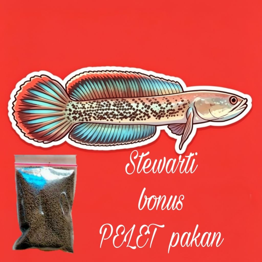stiker bonus Stewartii asli