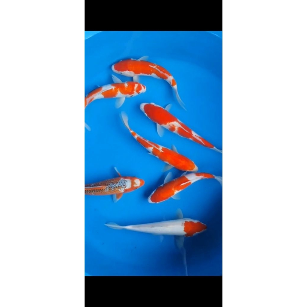 Paket Ikan Koi 10 Ekor - Kohaku, Sanke, Shiro, Showa, Warna Acak