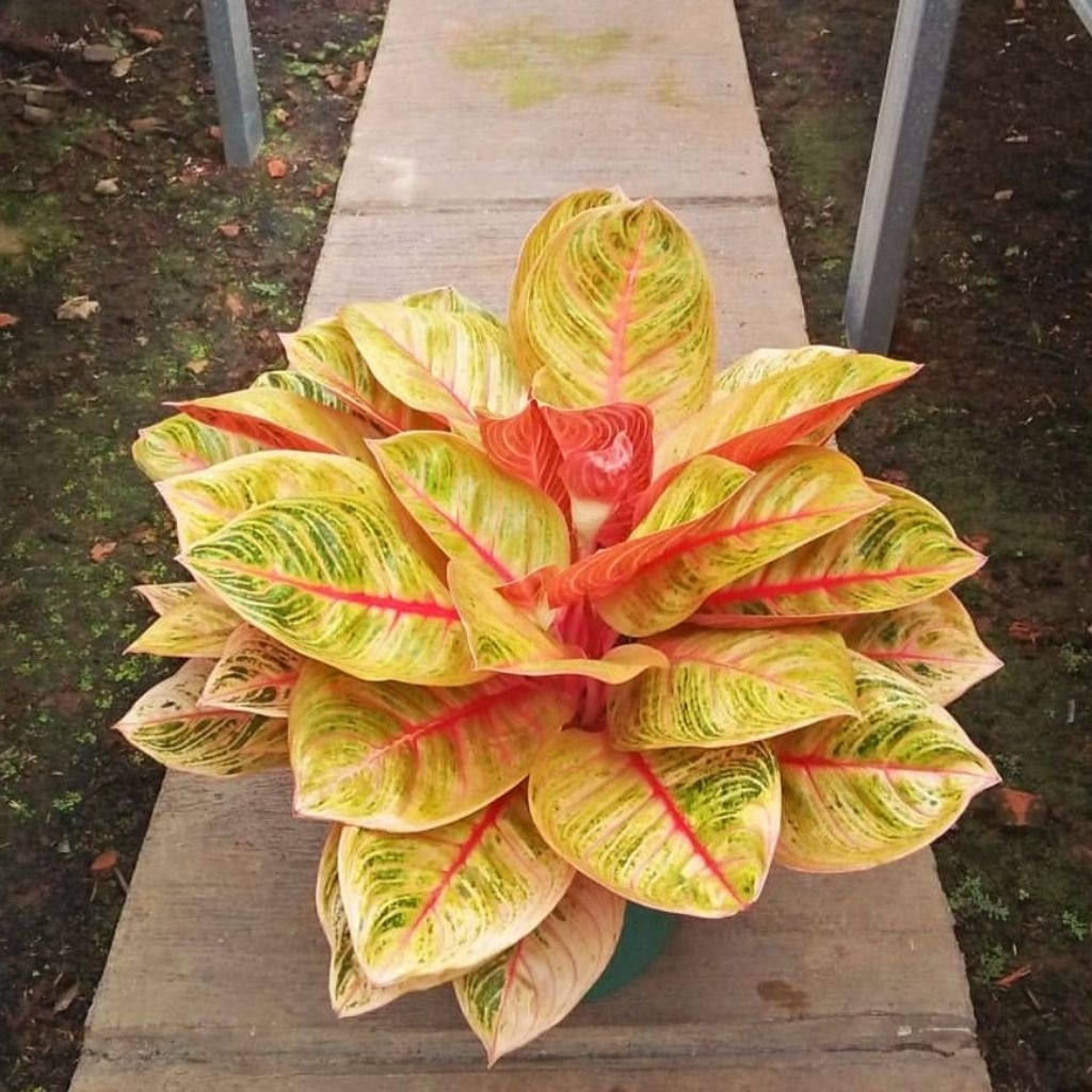 Tanaman Hias Aglonema Golden Krisna Bunga Hias Aglonema Aglaonema Golden Krisna Anakan Murah Merah B