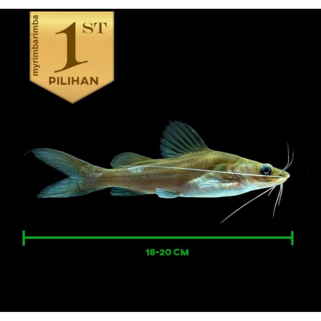 Mystus Nigriceps Jumbo 20cmCatfish Ikan Hias Predator Hiasan Aquarium